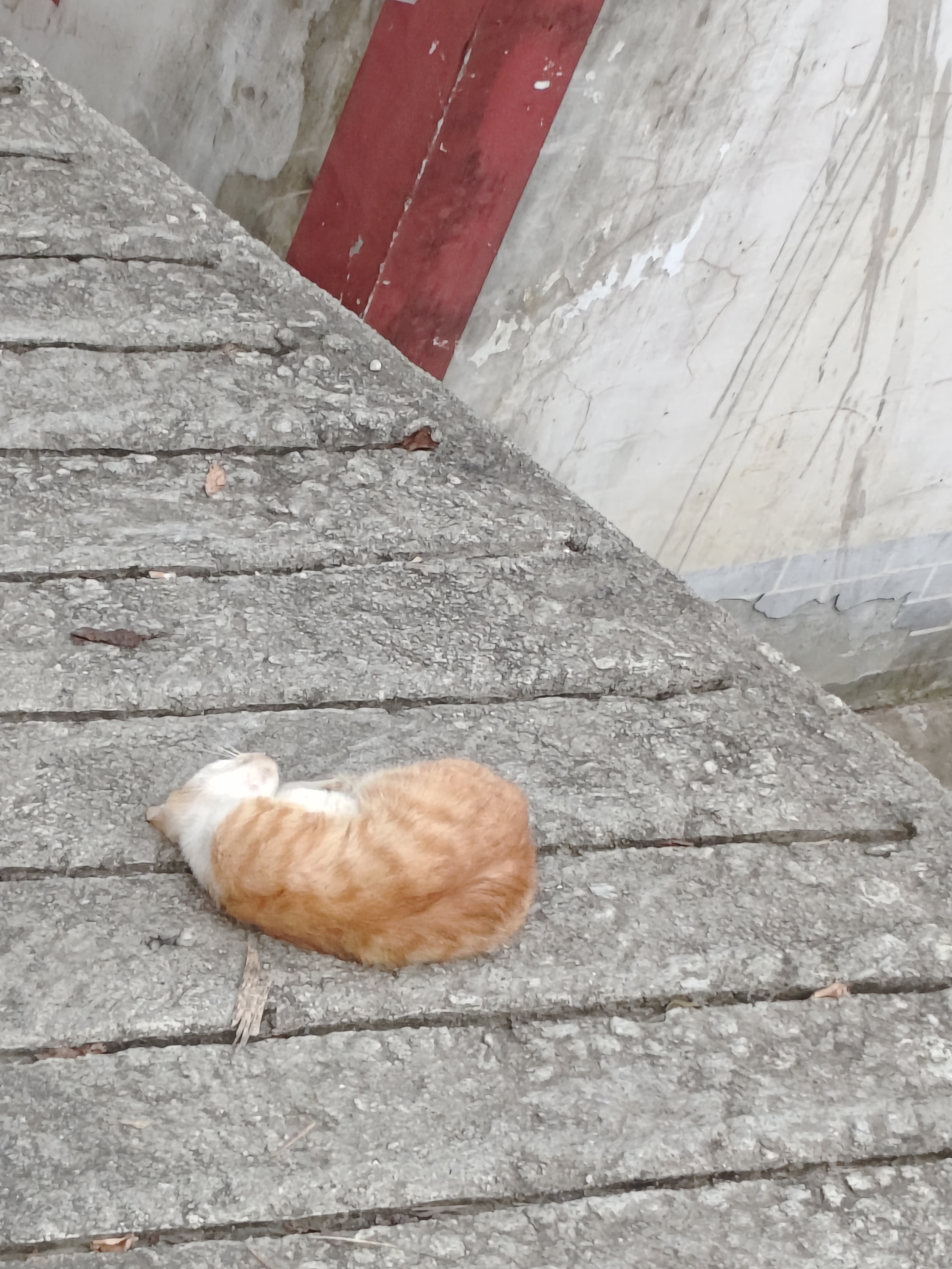 🐱